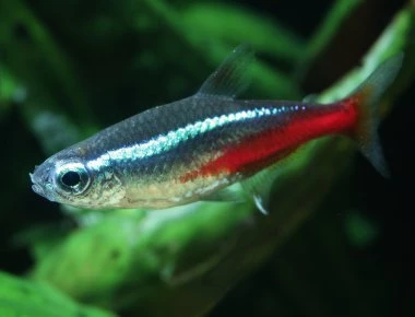 Ανάπλαση καρδιάς: To ψάρι 